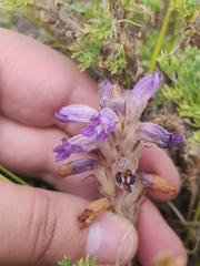 Phelipanche caesia