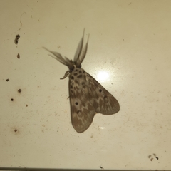 Sommeria marchalii