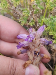 Phelipanche caesia