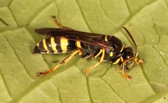 Gorytes laticinctus