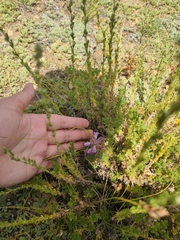 Phelipanche caesia