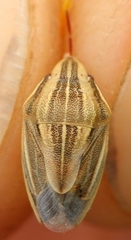 Aelia acuminata