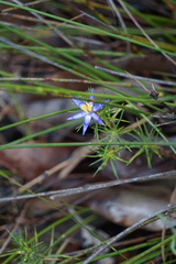 Calectasia