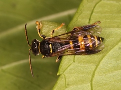 Gorytes laticinctus