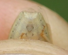 Aelia acuminata