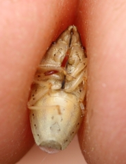 Aelia acuminata