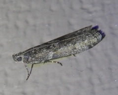 Pyla fusca