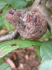 Monilinia