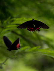 Parides photinus