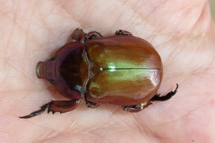 Anoplognathus montanus