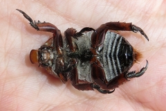 Anoplognathus montanus