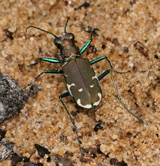 Cicindela ancocisconensis