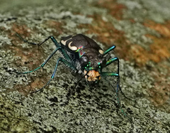 Cicindela ancocisconensis