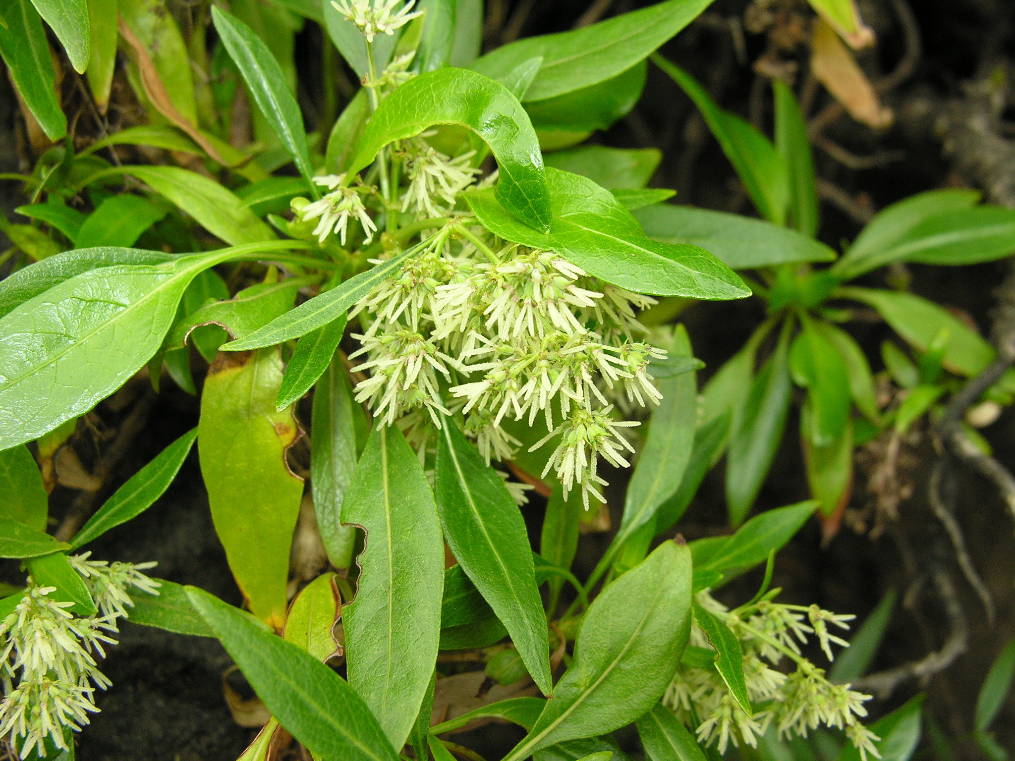 Phyllis viscosa