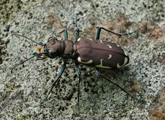 Cicindela ancocisconensis