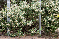 Spyridium globulosum