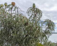 Banksia speciosa