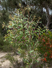 Hakea laurina