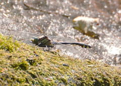 Gomphurus lineatifrons