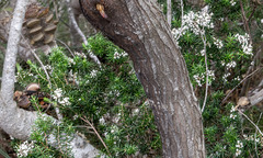 Leucopogon corymbiformis