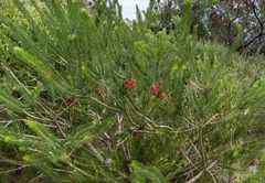 Melaleuca quadrifida
