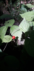 Rubus saxatilis