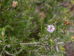 Melaleuca striata