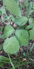 Rubus saxatilis