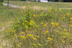 Solidago pinetorum