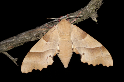 Marumba quercus