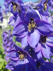 Delphinium elatum