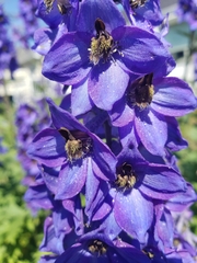 Delphinium elatum