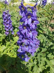Delphinium elatum