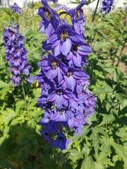 Delphinium elatum