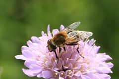 Eristalis jugorum