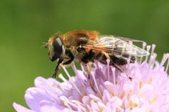 Eristalis jugorum