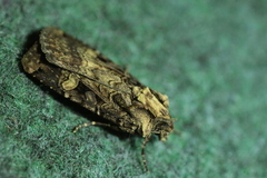 Opigena polygona