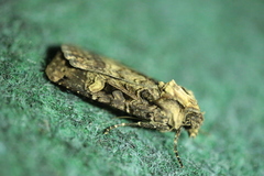 Opigena polygona