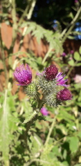 Carduus crispus