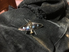 Diaphania exclusalis