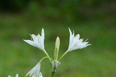 Pancratium triflorum