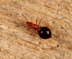 Loricula elegantula