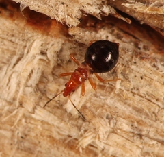 Loricula elegantula