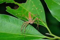 Hamadruas hieroglyphica