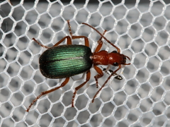 Brachinus crepitans