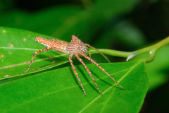 Hamadruas hieroglyphica