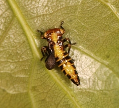 Rhytidodus decimusquartus