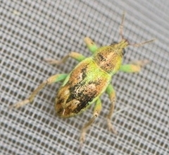 Coniatus