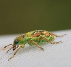 Coniatus