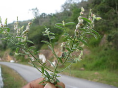 Crotalaria albida